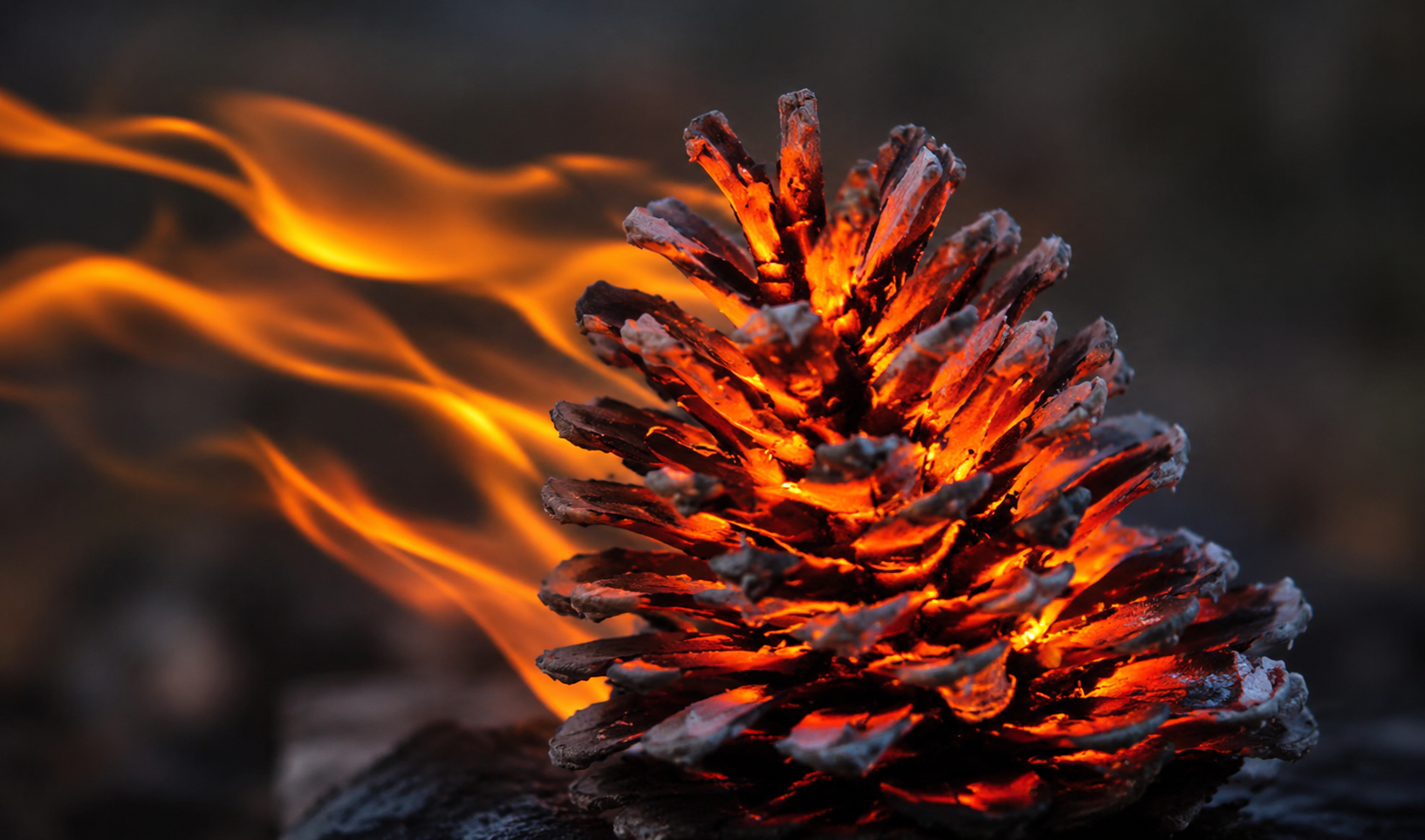 Close-up of a pine cone glowing and burning with orange flames against a dark background