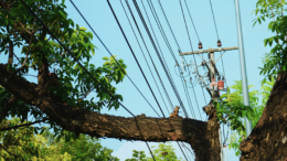 Power lines above a tree, posing serious risk.